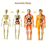 Educational Human Body Teaching Tool